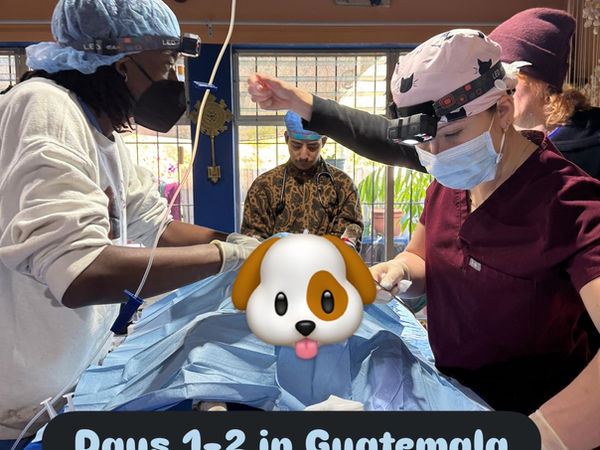 Guatemala spay neuter wellness clinic